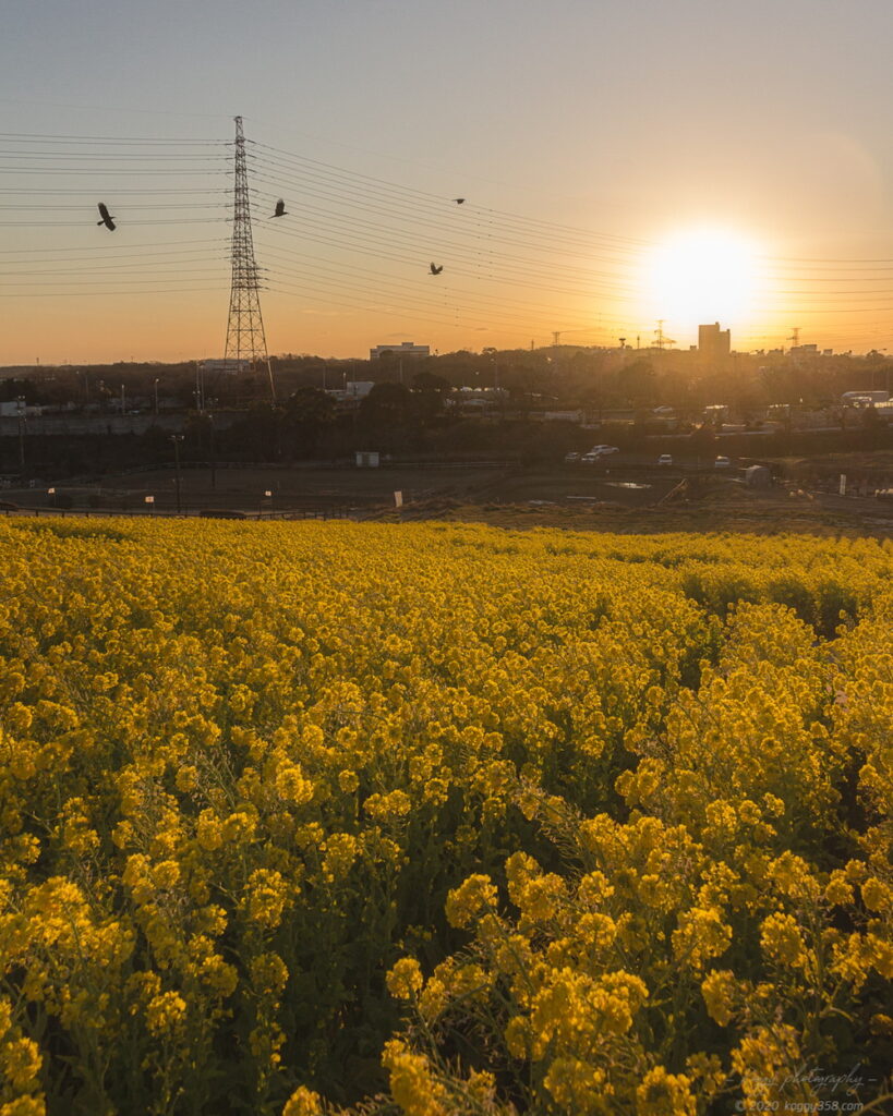マジックアワーの愛知牧場の菜の花とカラスを撮影