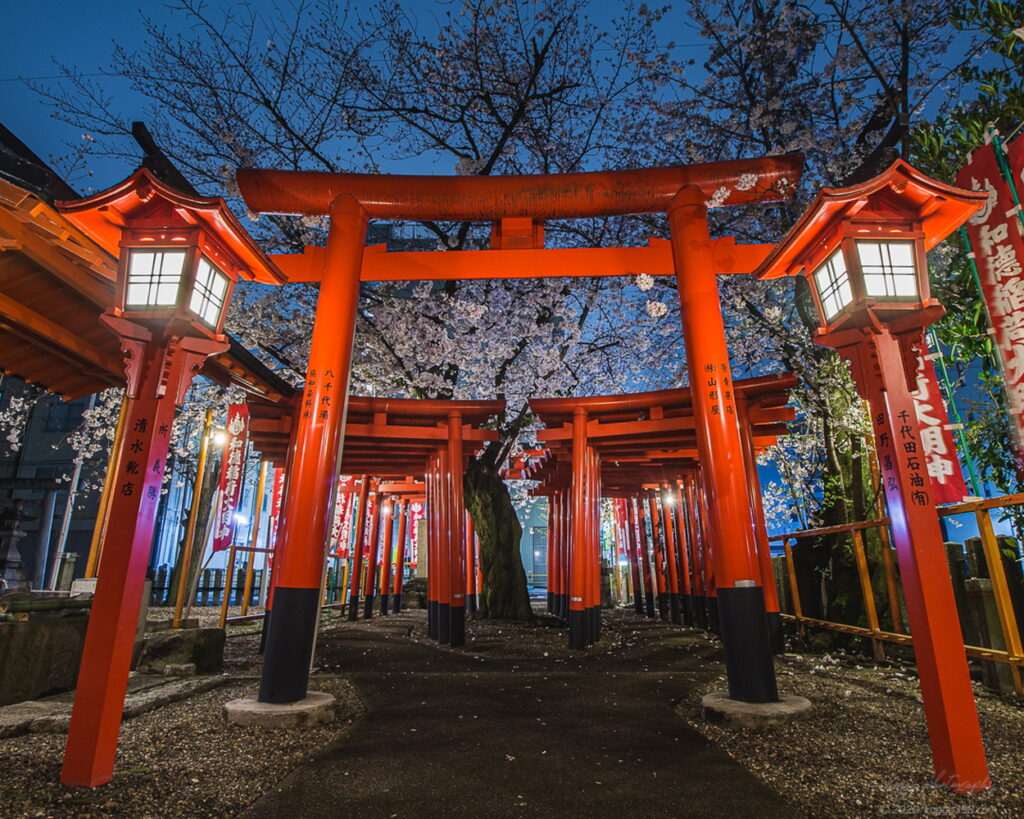 和徳稲荷社の鳥居と夜桜