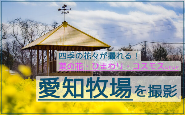 愛知牧場の四季の花を撮影！菜の花/ひまわり/コスモスが美しい！
