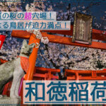 連なる鳥居が迫力満点！和徳稲荷社の夜桜夜景を撮影【名古屋の超穴場】