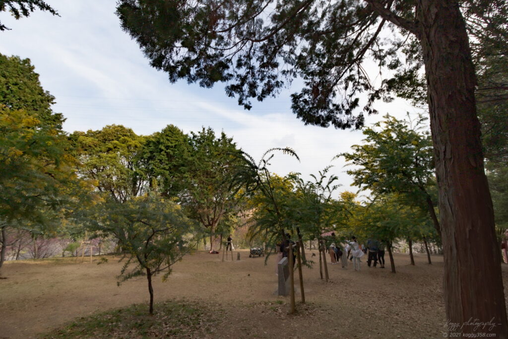 大府みどり公園のポート・フィリップ園のミモザ