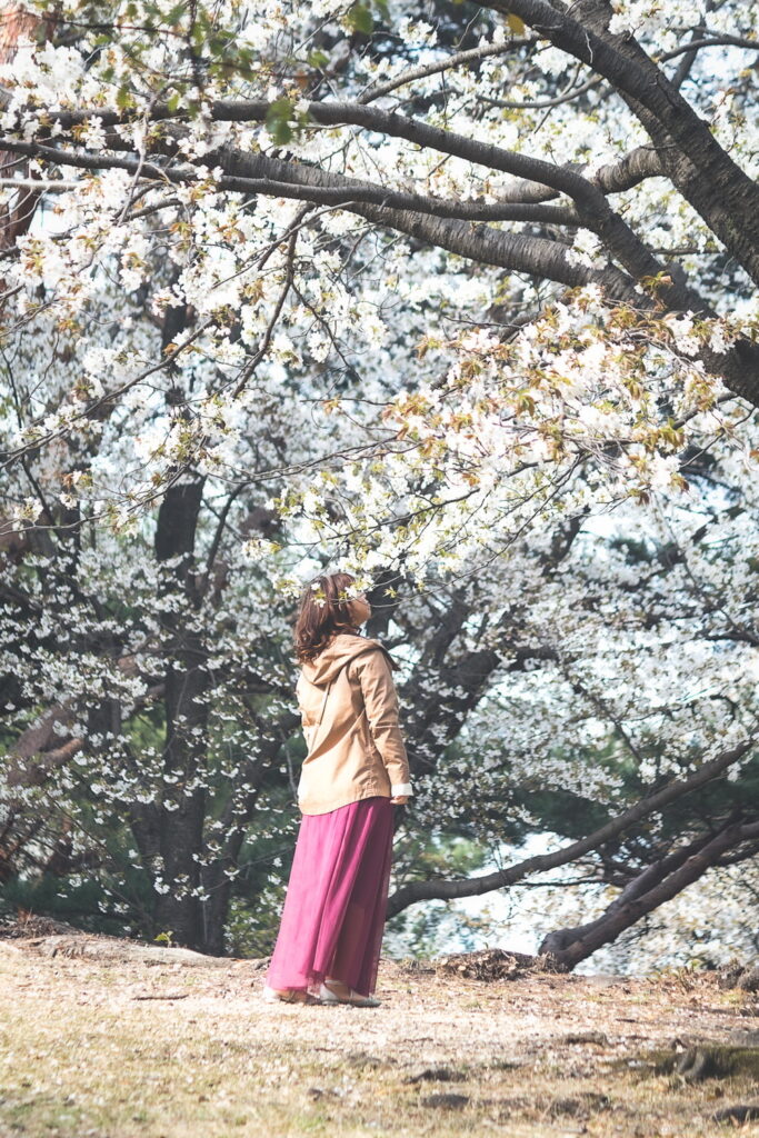 大府みどり公園のポート・フィリップ園で桜の嫁グラフィーのポートレート