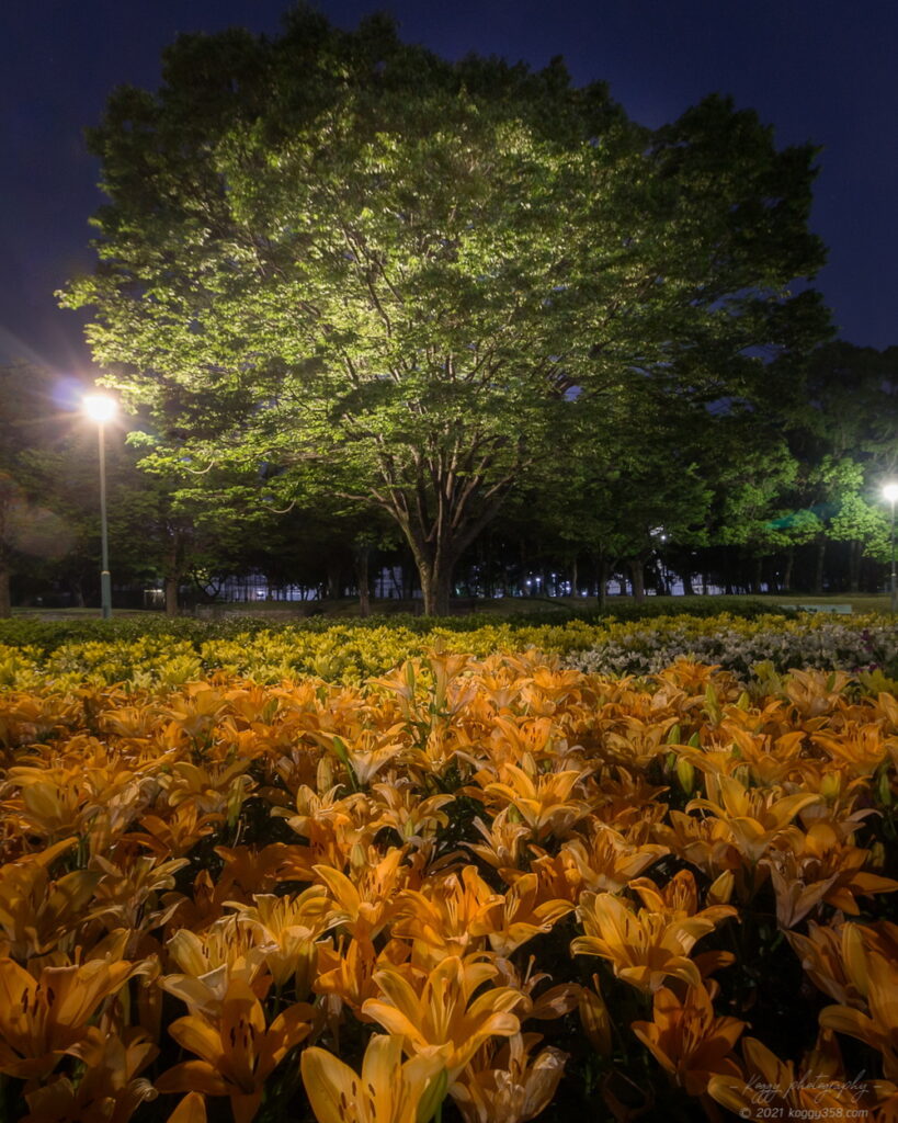 千種公園のゆり園で夜景を撮影