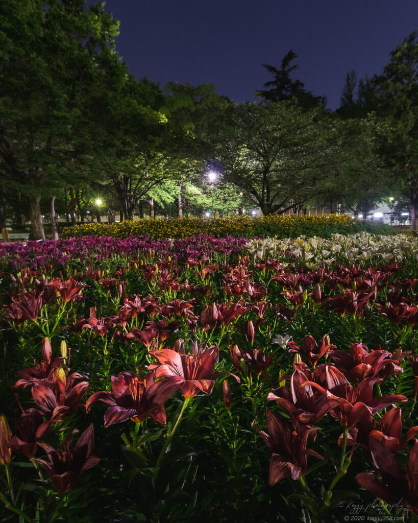 千種公園のゆり園で夜景を撮影