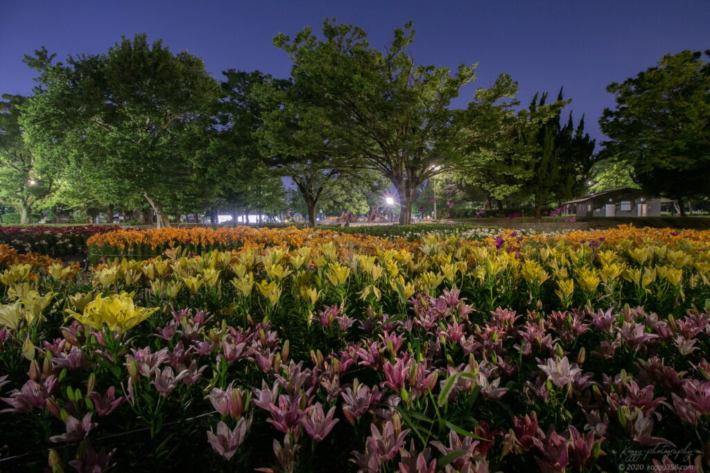 千種公園のゆり園で夜景を撮影