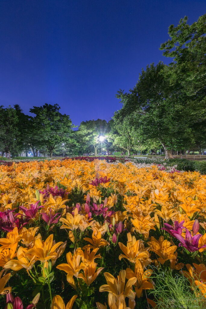 千種公園のゆり園で夜景を撮影
