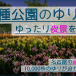 【ゆり10,000株の穴場】千種公園のゆり園で夜景を撮影！名古屋駅から20分！