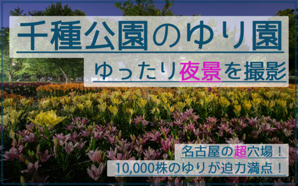 【ゆり10,000株の穴場】千種公園のゆり園で夜景を撮影!名古屋駅から20分!