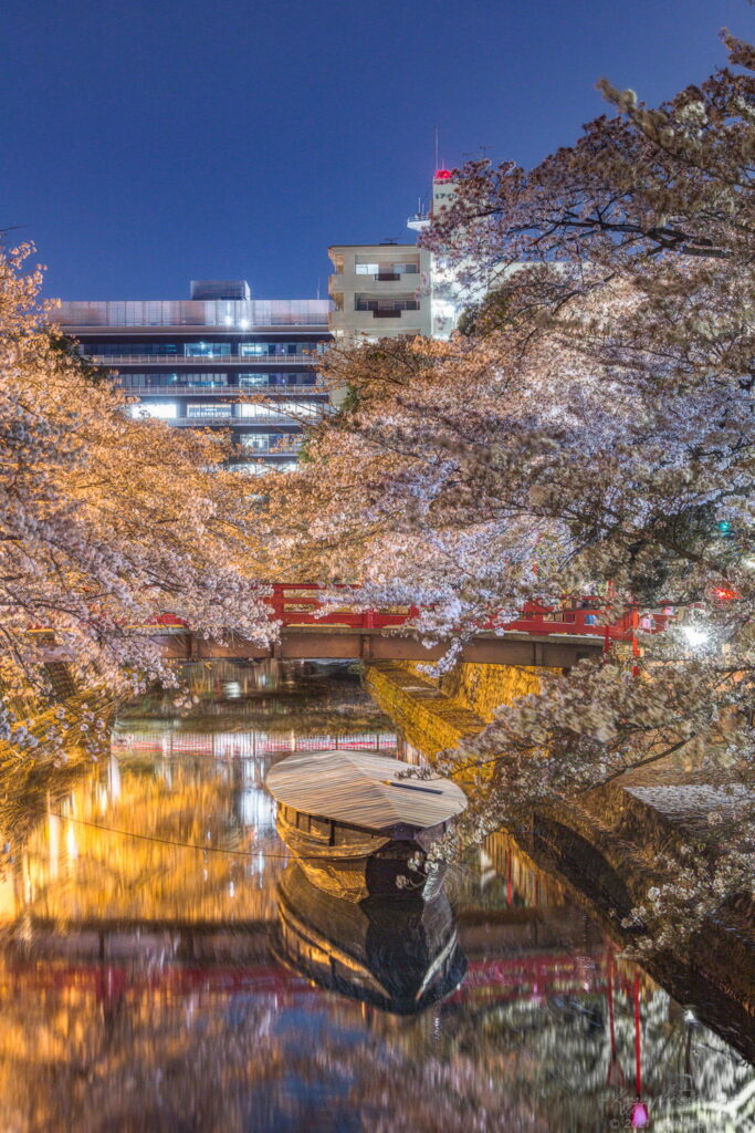奥の細道むすびの地(大垣船町川湊)で夜桜と舟のリフレクション夜景を撮影