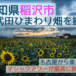 稲沢市の千代田ひまわり畑でを撮影！マジックアワーが映え！【名古屋から30分】