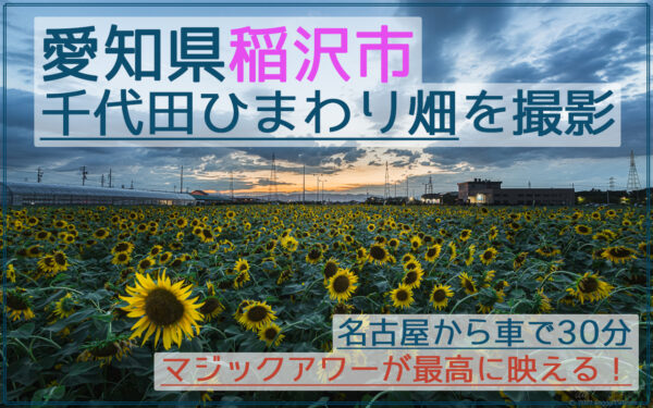 稲沢市の千代田ひまわり畑でを撮影！マジックアワーが映え！【名古屋から30分】