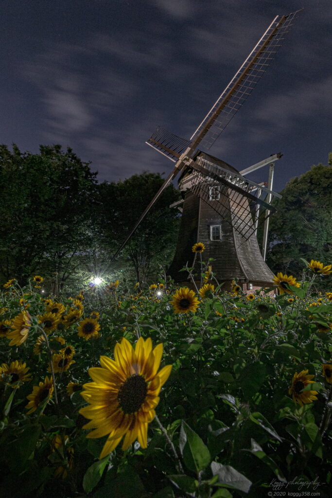 名城公園のひまわりと夜景