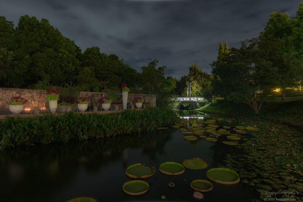 安城デンパーク 仲秋のあかり祭りで水のステージの睡蓮の夜景を撮影
