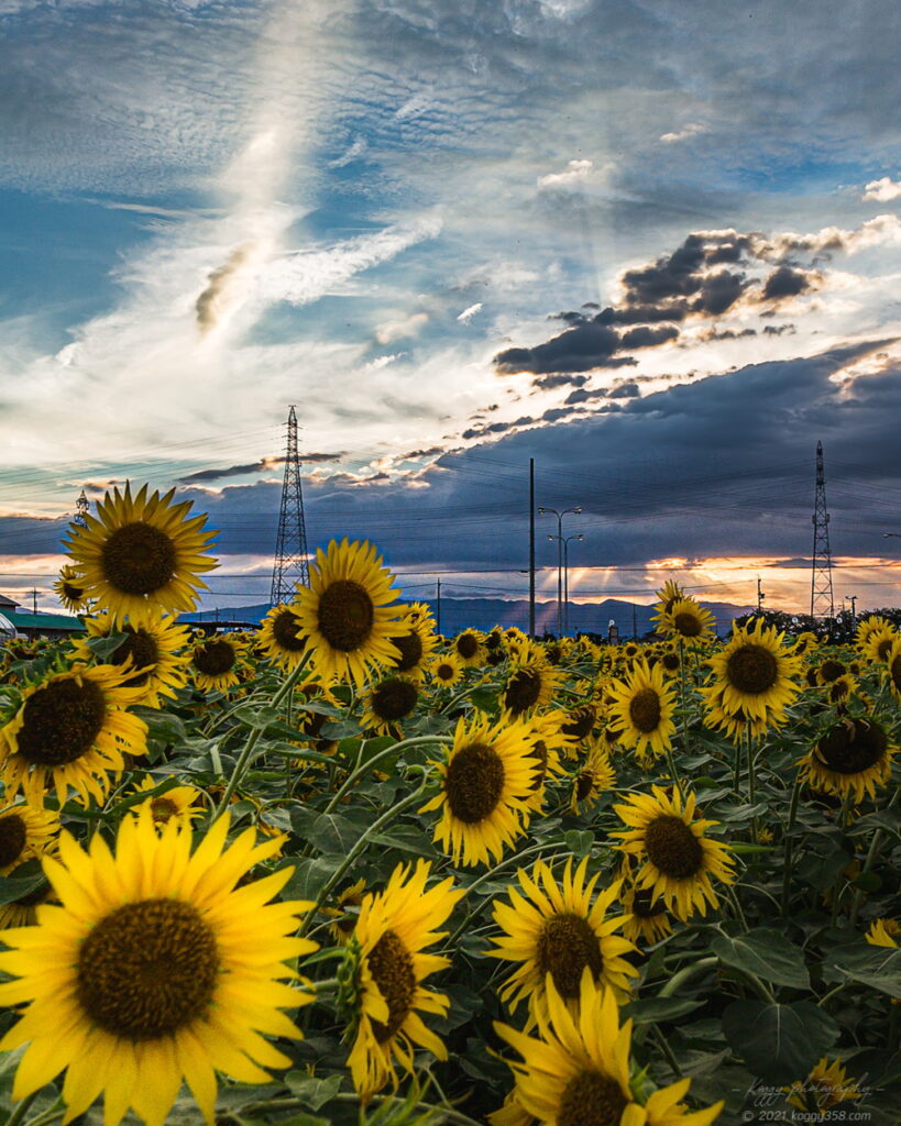 稲沢市の千代田ひまわり畑のマジックアワーの光芒とひまわり