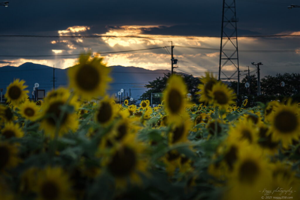 稲沢市の千代田ひまわり畑のマジックアワーの光芒とひまわり