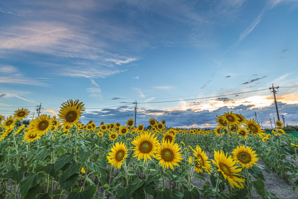 稲沢市の千代田ひまわり畑のマジックアワーとひまわり