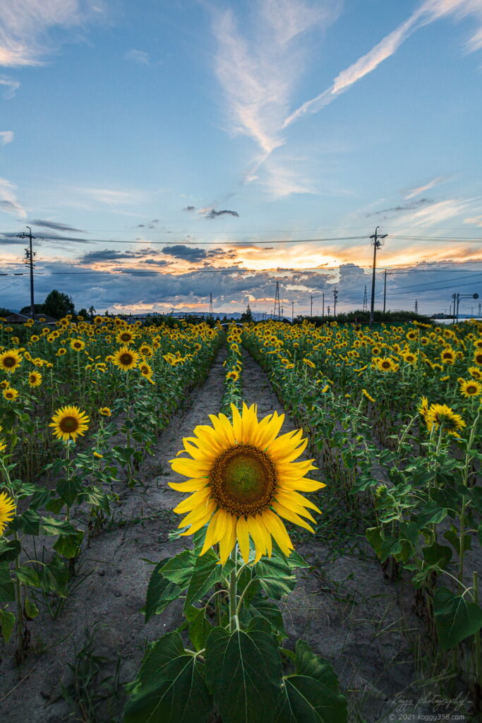 稲沢市の千代田ひまわり畑のマジックアワーとひまわり