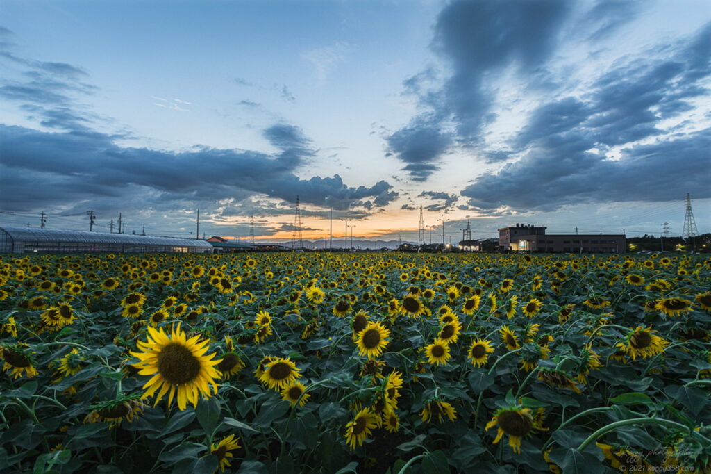 稲沢市の千代田ひまわり畑のマジックアワーとひまわり