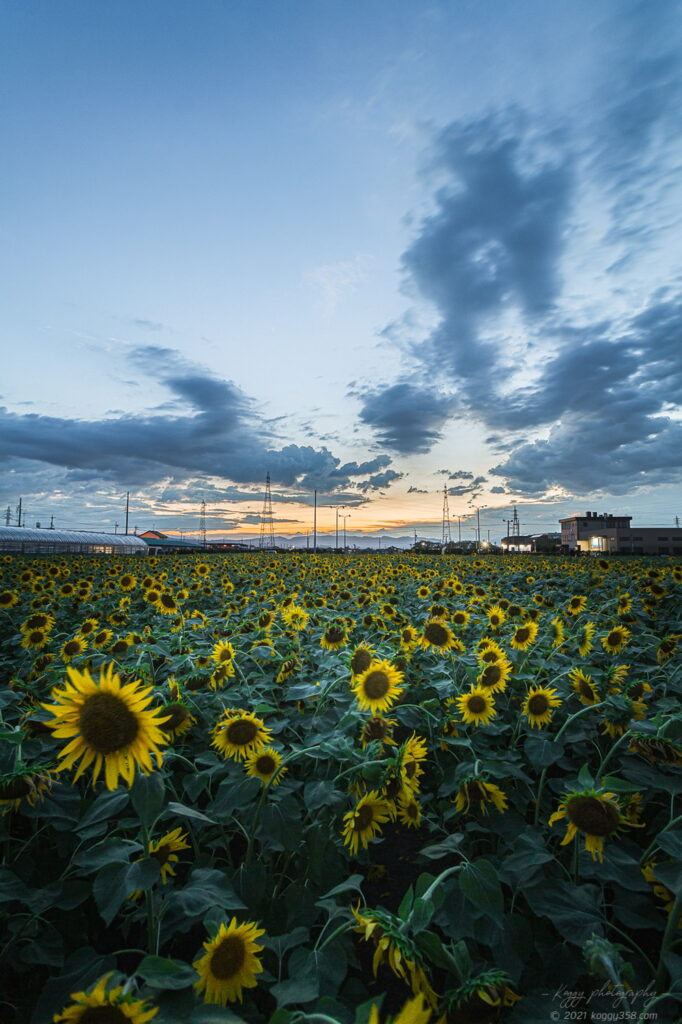 稲沢市の千代田ひまわり畑のマジックアワーとひまわり