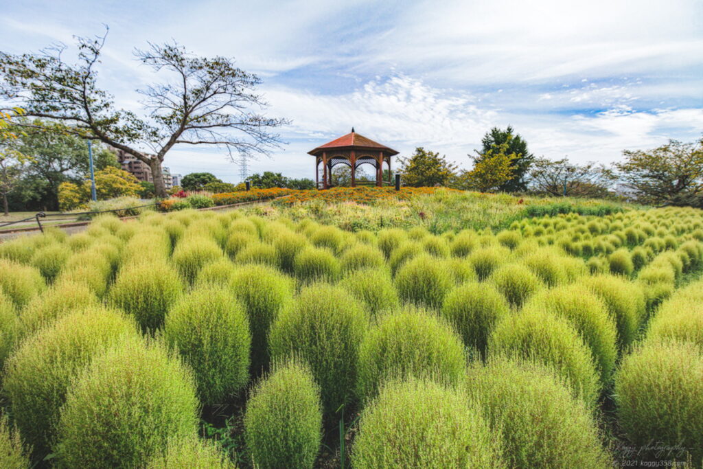 夏から秋にかけて戸田川緑地の花の丘で緑色のコキアと青空を撮影