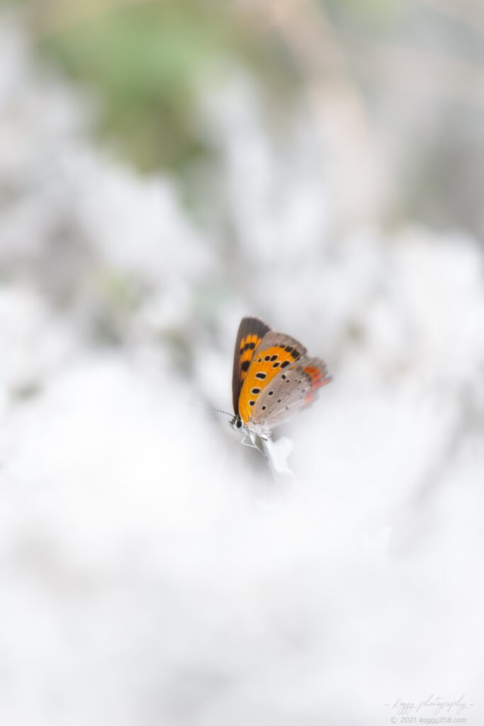 戸田川緑地のシロタエギクに止まるベニシジミ蝶を撮影