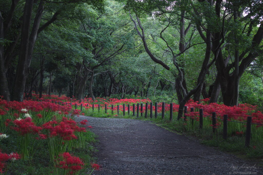 木曽三川ワイルドネイチャープラザで彼岸花の群生地を撮影！