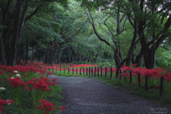 木曽三川ワイルドネイチャープラザで彼岸花の群生地を撮影！