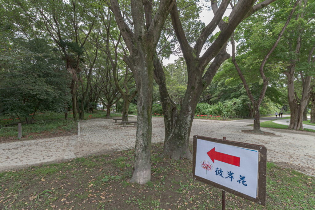 木曽三川ワイルドネイチャープラザの彼岸花群生地の入り口付近の雰囲気