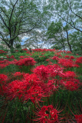 木曽三川ワイルドネイチャープラザで彼岸花の群生地を撮影！