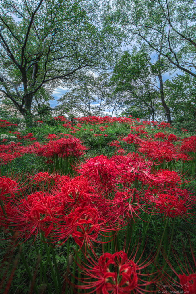 木曽三川ワイルドネイチャープラザで彼岸花の群生地を撮影！