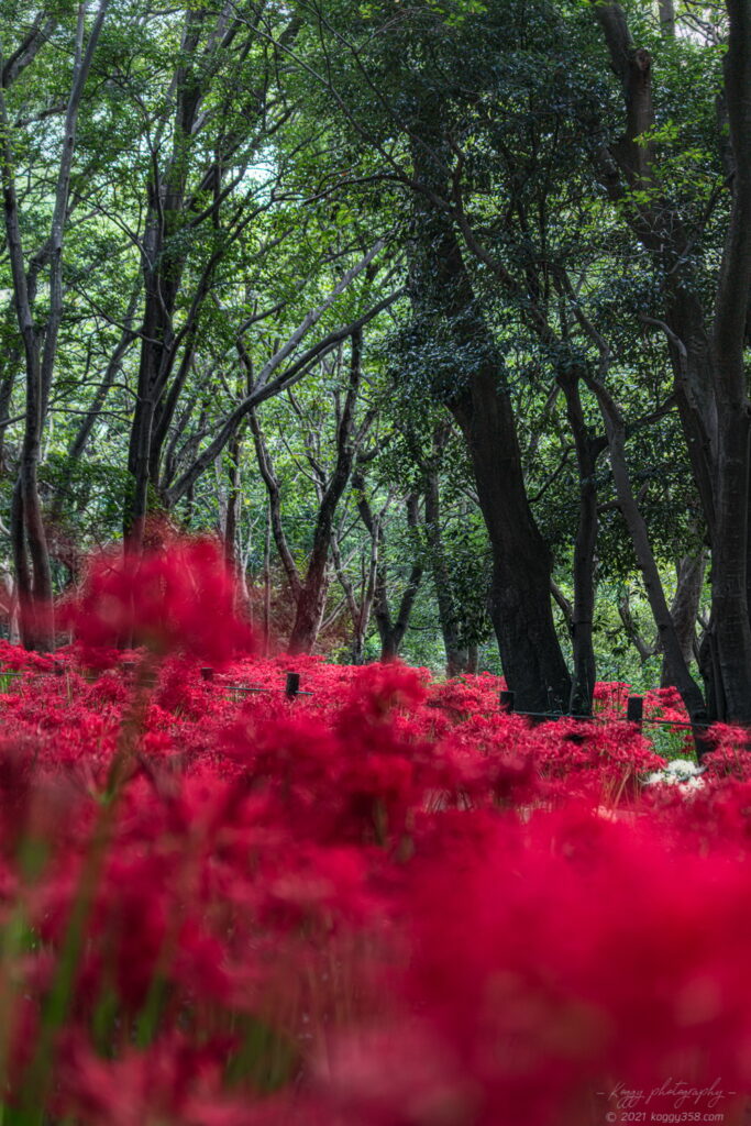木曽三川ワイルドネイチャープラザで彼岸花の群生地を撮影！