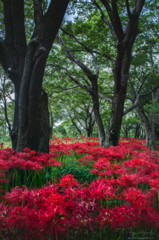 木曽三川ワイルドネイチャープラザで彼岸花の群生地を撮影！
