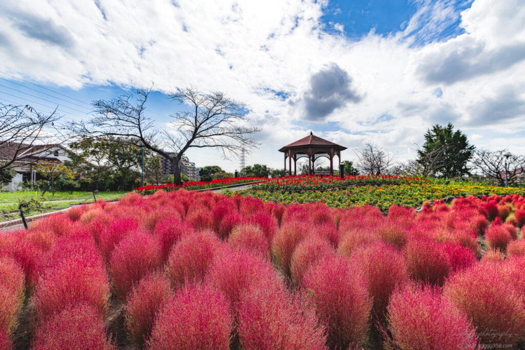秋に戸田川緑地の花の丘で紅葉のコキアと青空を撮影