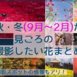 秋・冬(9月～2月)が見頃の花や木々の植物、19品種まとめ！東海の撮影スポット情報アリ！