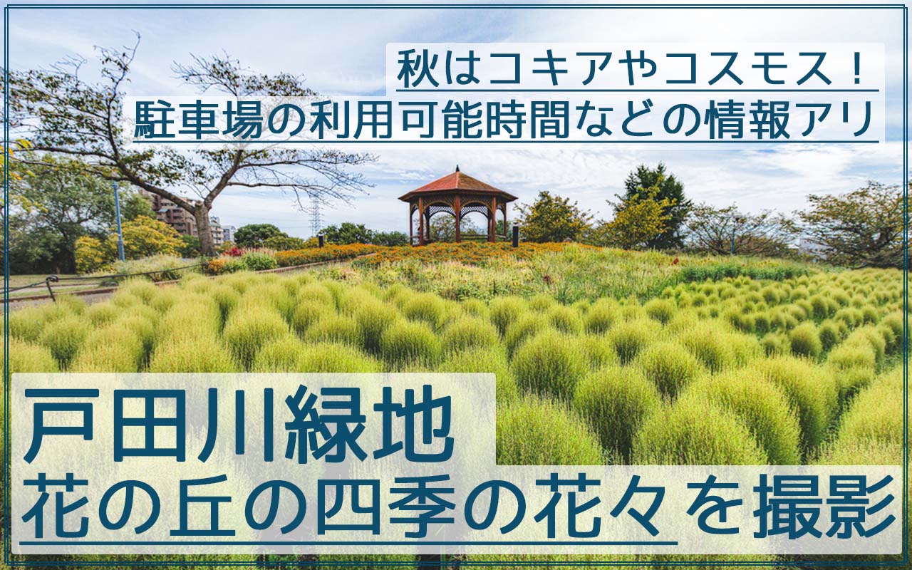戸田川緑地の花の丘で秋にコキアを撮影