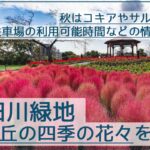 戸田川緑地の花の丘で秋に新緑と紅葉のコキアを撮影