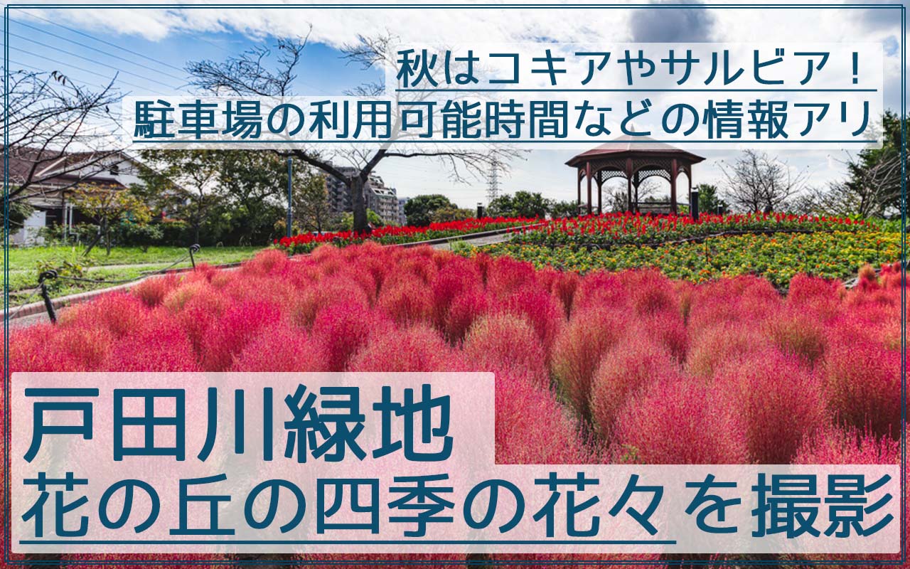 戸田川緑地の花の丘で秋に新緑と紅葉のコキアを撮影