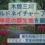 穴場！木曽三川ワイルドネイチャープラザで彼岸花の群生地を撮影！