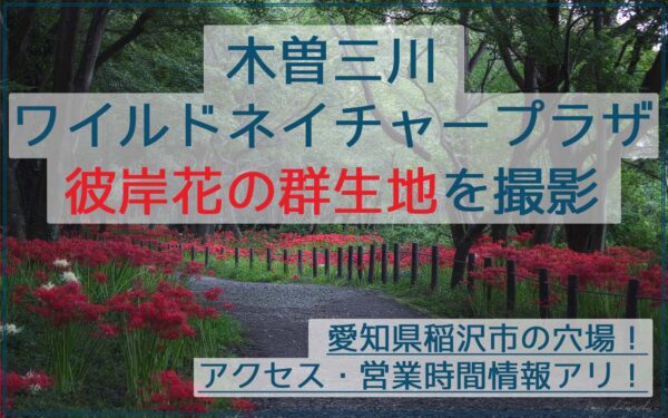 穴場！木曽三川ワイルドネイチャープラザで彼岸花の群生地を撮影！