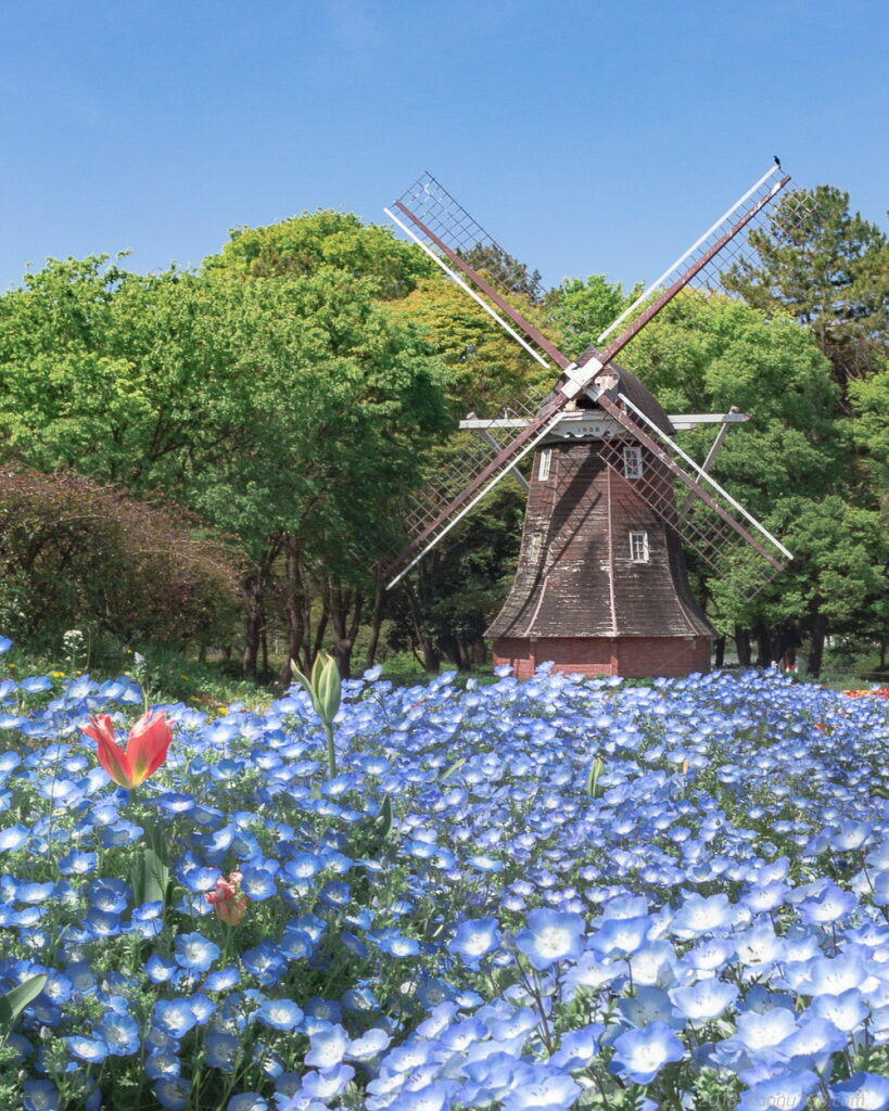 名城公園のオランダ風車とネモフィラ