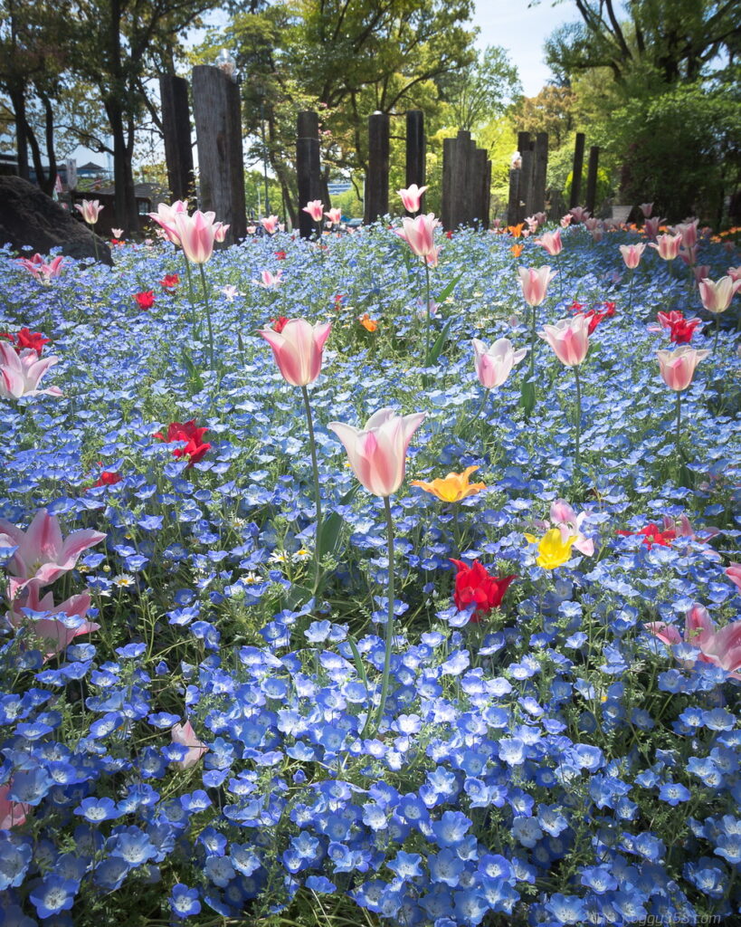 名城公園のオランダ風車とネモフィラ