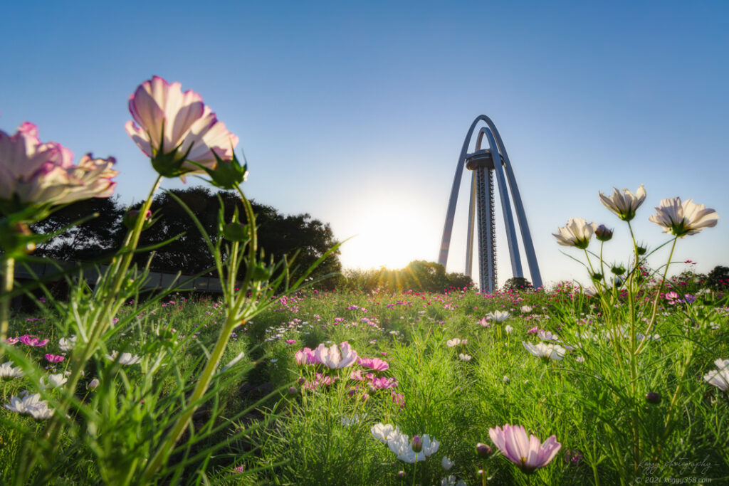 秋の夕方に138タワーパークでコスモスを撮影