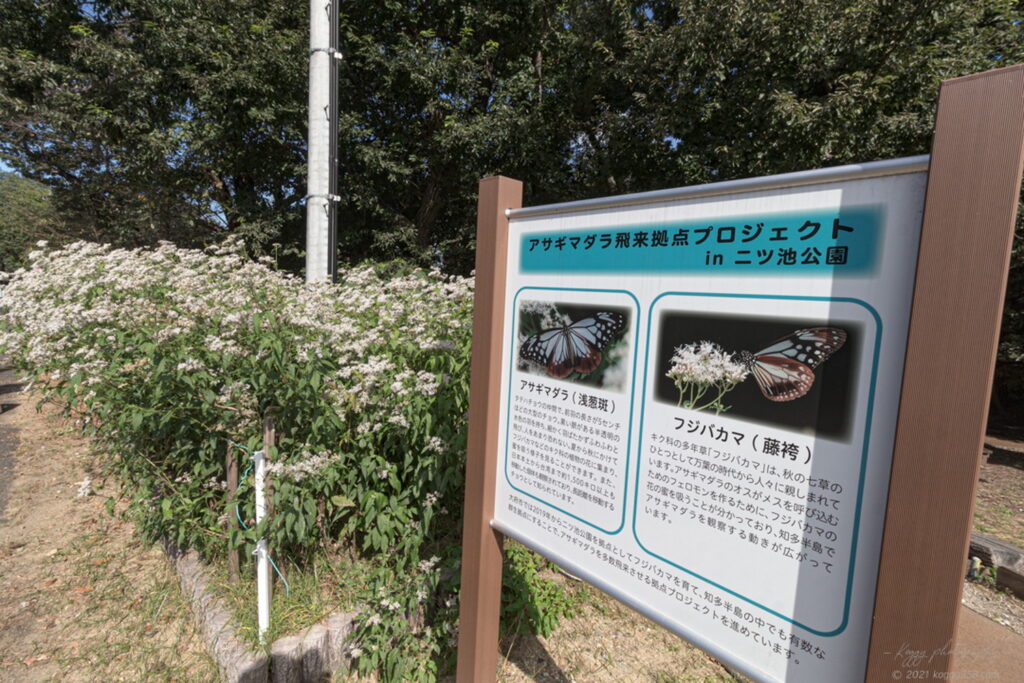 アサギマダラとフジバカマを大府市の二ツ池公園で撮影！木漏れ日で明暗 