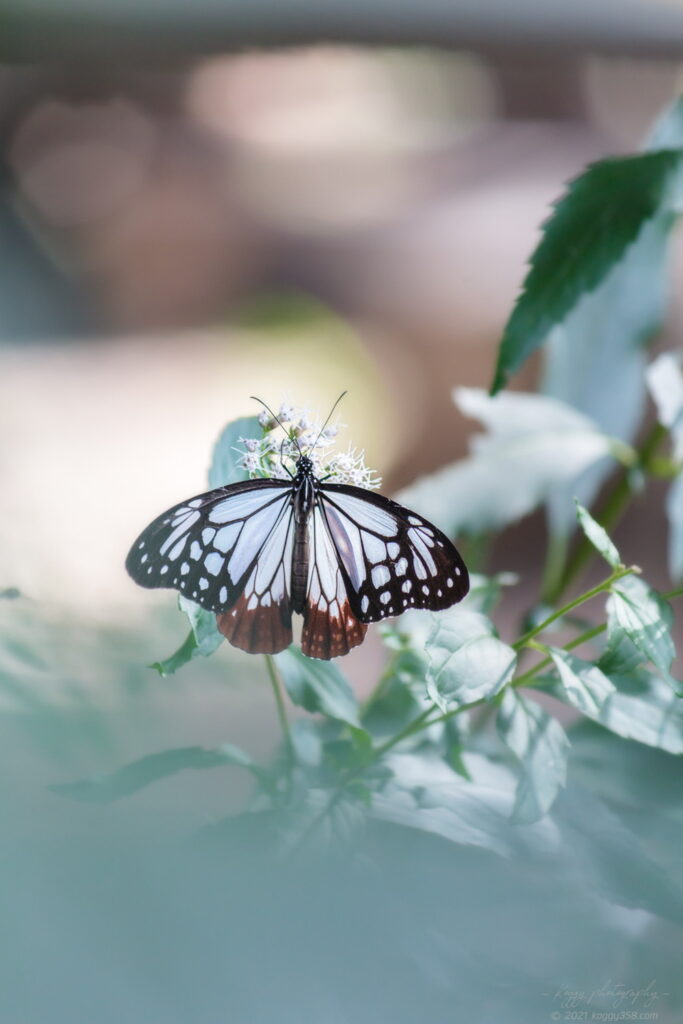 愛知県大府市の二ツ池公園で撮影したアサギマダラとフジバカマ