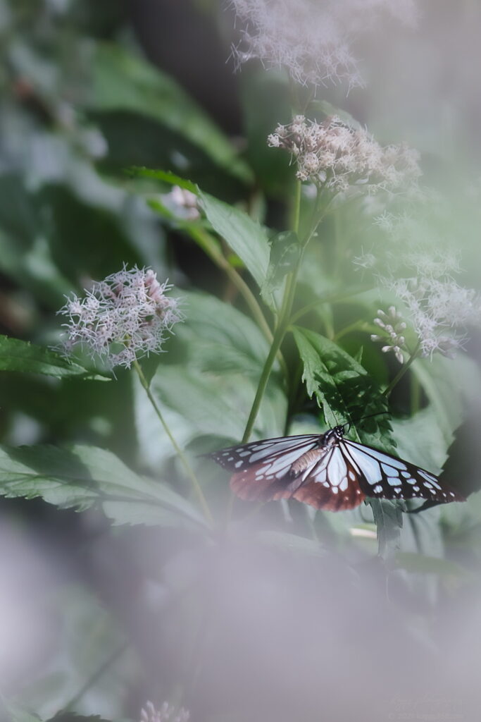 愛知県大府市の二ツ池公園で撮影したアサギマダラとフジバカマ