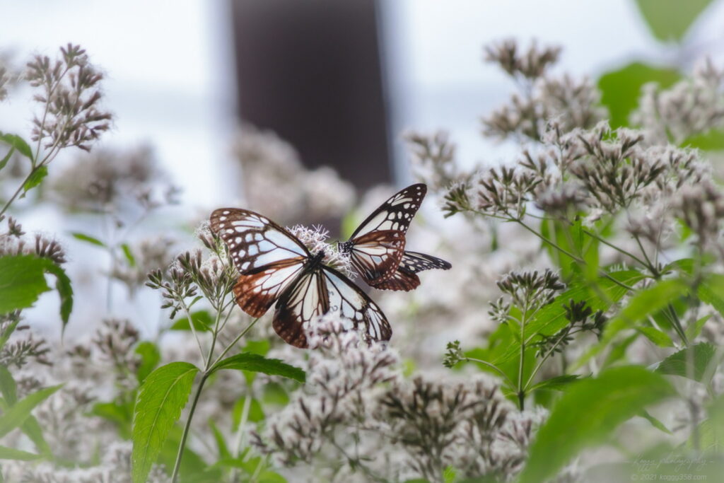 愛知県大府市の二ツ池公園で撮影したアサギマダラ2羽とフジバカマ