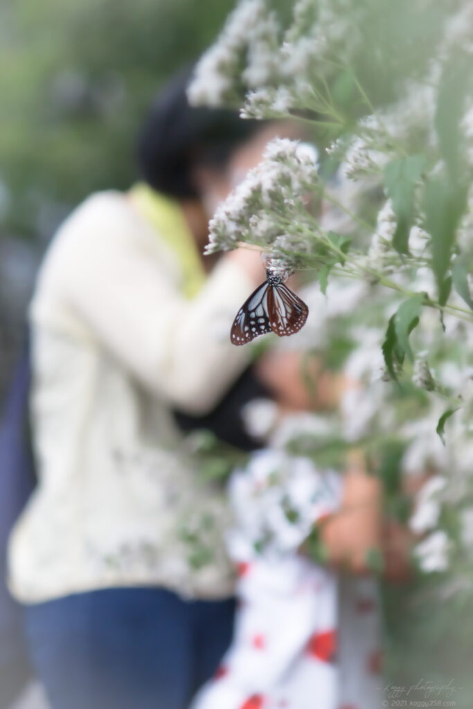 愛知県大府市の二ツ池公園で撮影したアサギマダラとおばあちゃんと一緒に来たお孫さん