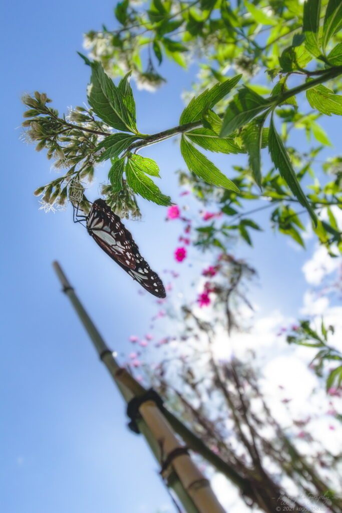 愛知池バタフライガーデンで撮影したアサギマダラとフジバカマにコスモス
