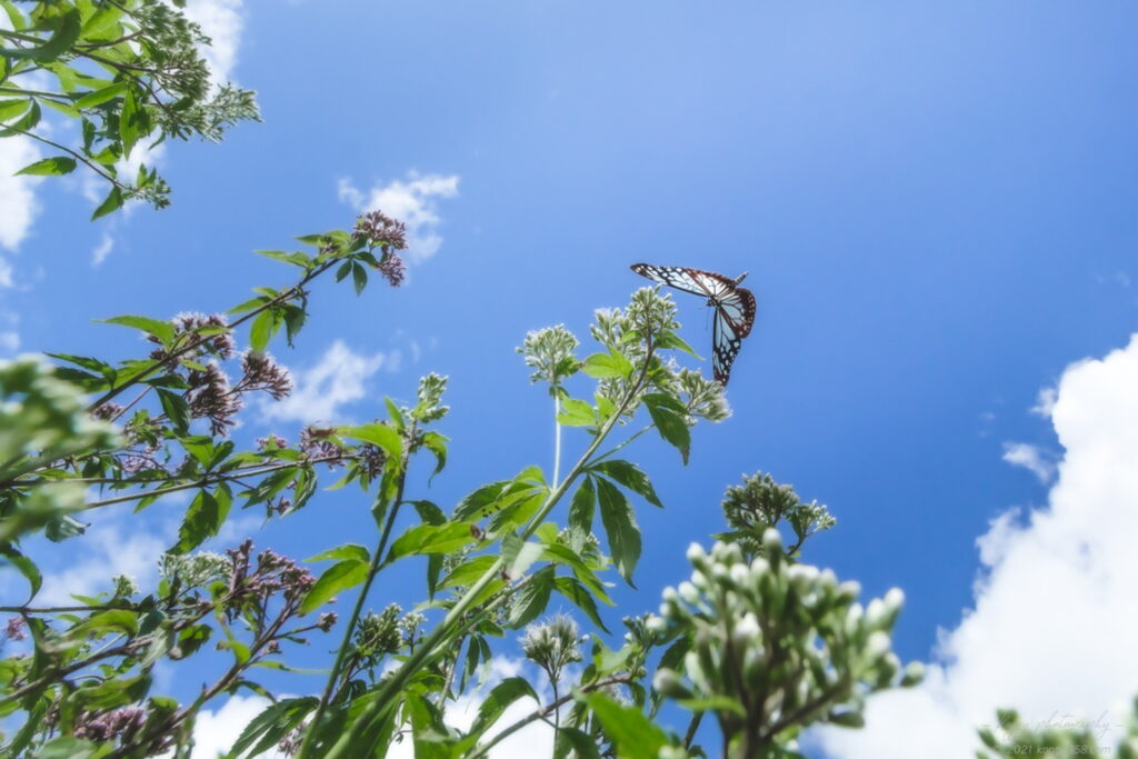 愛知池バタフライガーデンで撮影した空を舞うアサギマダラとフジバカマ
