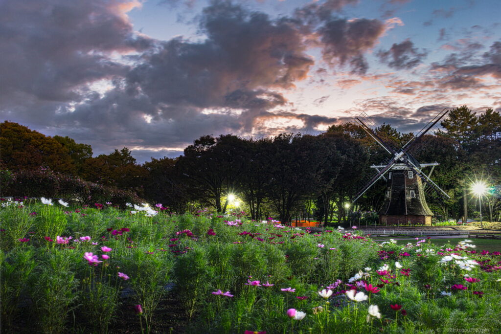 マジックアワーの名城公園のオランダ風車とコスモス